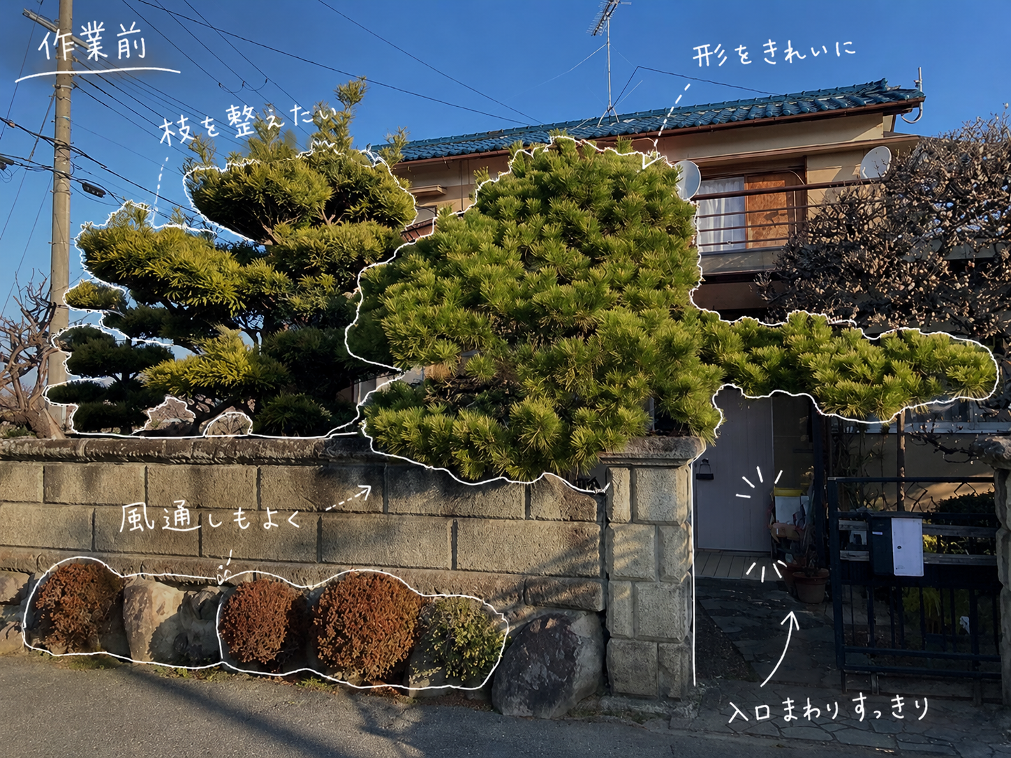 松の剪定前の入口まわり